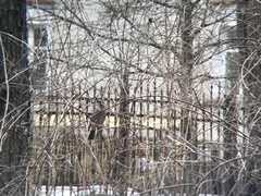 Garrulus glandarius