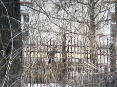Garrulus glandarius