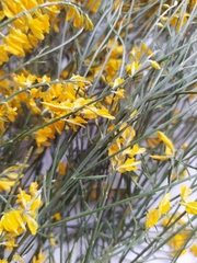 Genista numidica