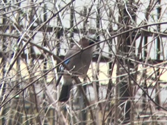 Garrulus glandarius