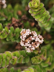 Valeriana microphylla
