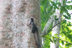 Callosciurus inornatus