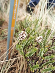 Valeriana microphylla
