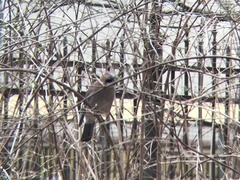 Garrulus glandarius