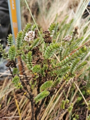 Valeriana microphylla