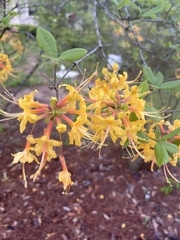 Rhododendron austrinum