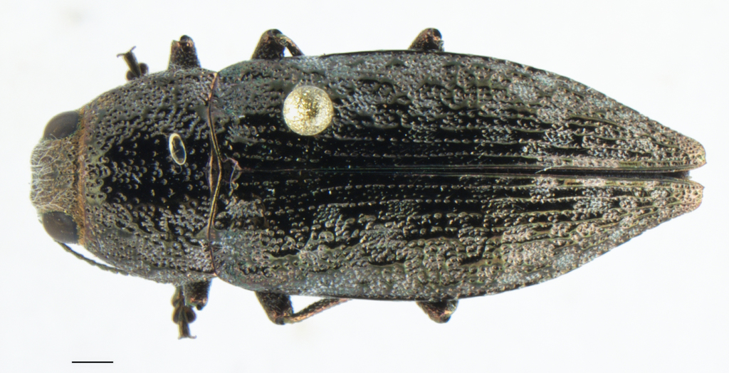 Dicerca mutica