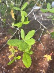 Rhododendron austrinum