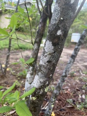 Rhododendron austrinum