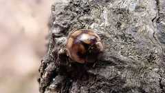 Adalia decempunctata