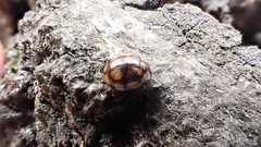 Adalia decempunctata