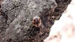 Adalia decempunctata