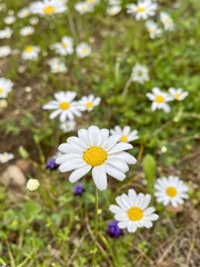 Anthemis chia
