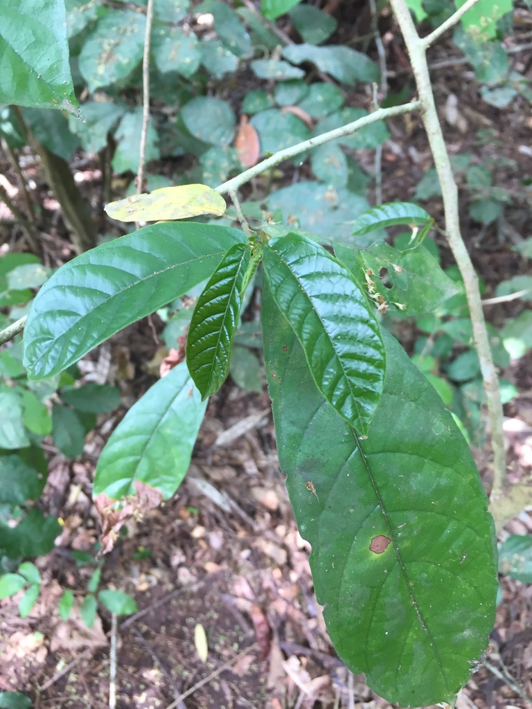 Leptonychia pubescens