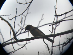 Garrulus glandarius