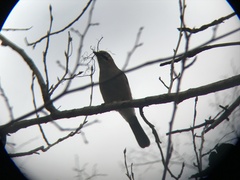Garrulus glandarius
