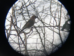 Garrulus glandarius