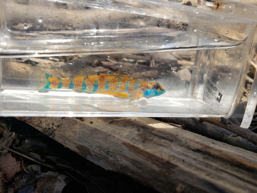 Speckled darter (Etheostoma stigmaeum) — Percidae — 5