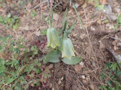 Fritillaria bithynica