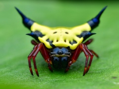 Actinacantha globulata