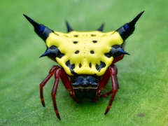 Actinacantha globulata