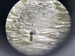 Fulica atra