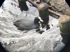 Fulica atra