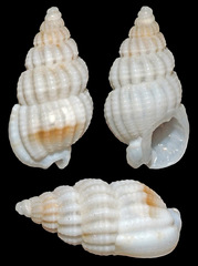 Reticunassa poppeorum