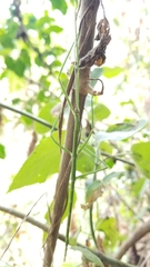 Phasmida