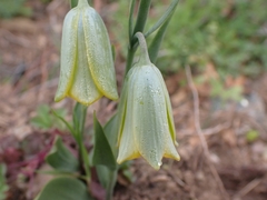 Fritillaria bithynica