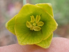Fritillaria bithynica