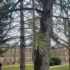 Picea glauca