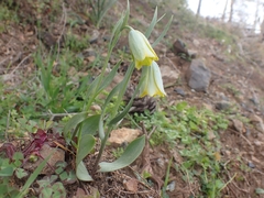 Fritillaria bithynica