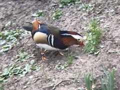 Aix galericulata