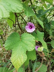 Ipomoea ficifolia