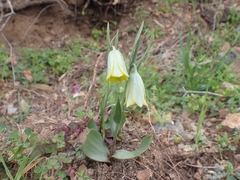 Fritillaria bithynica