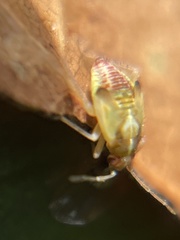 Vesperocoris paddocki