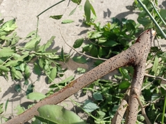 Achatocarpus nigricans