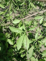 Achatocarpus nigricans