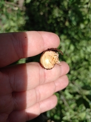 Achatocarpus nigricans