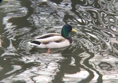 Anas platyrhynchos