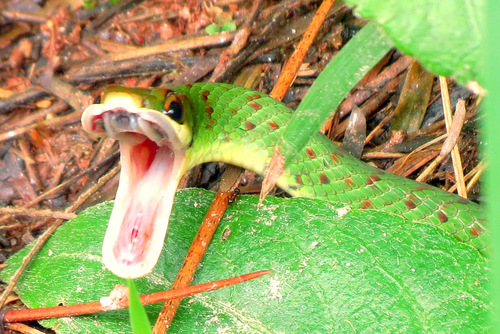 Blind Ground Snake, Erythrolamprus typhlus