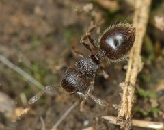 Meranoplus peringueyi