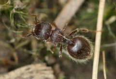 Meranoplus peringueyi