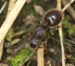 Meranoplus peringueyi