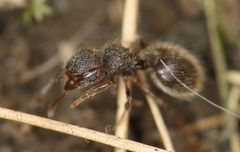 Meranoplus peringueyi