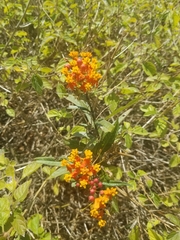 Asclepias curassavica