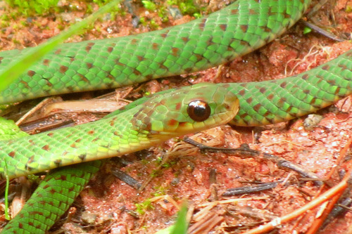 Velvet Swampsnake