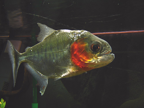 Silver Piranha