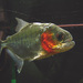 Silver Piranha - Photo 
Jonas Hansel (jonashansel@gmail.com), no known copyright restrictions (public domain)